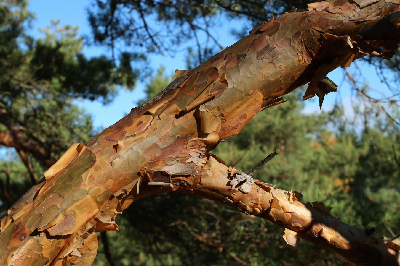 Image of Pinus sylvestris specimen.