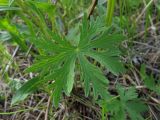 Geranium pseudosibiricum. Нижний лист. Хакасия, Ширинский р-н, окр. с. Ефремкино, массив Тогыз-Аз, лесной луг. 01.06.2024.