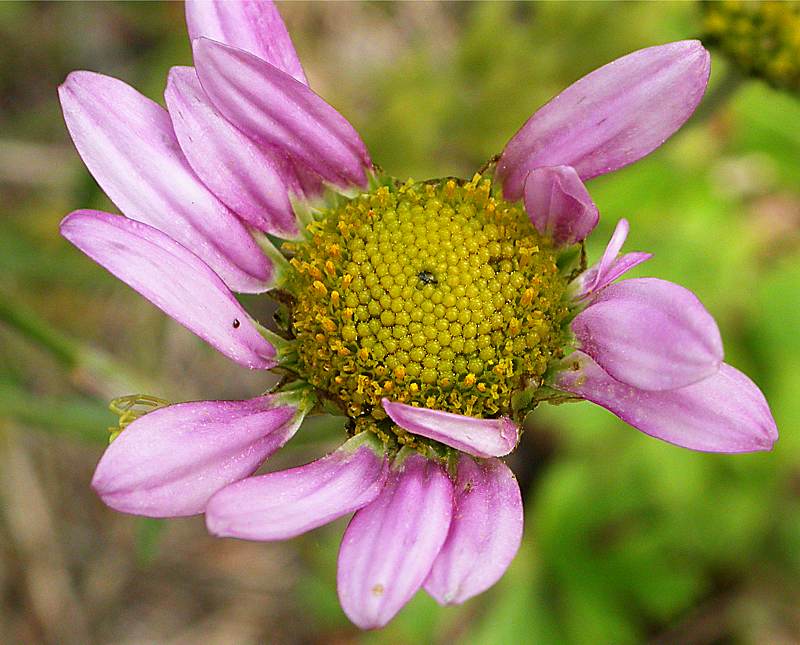 Изображение особи Chrysanthemum zawadskii.