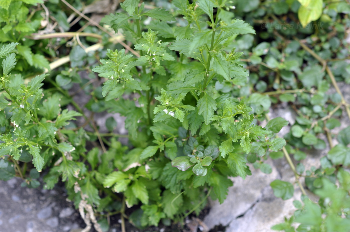 Image of Scoparia dulcis specimen.