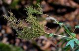 Filipendula ulmaria. Соплодия. Московская обл., гор. округ Балашиха, Озёрный лесопарк, берег оз. Чёрное, опушка смешанного леса. 15.09.2024.