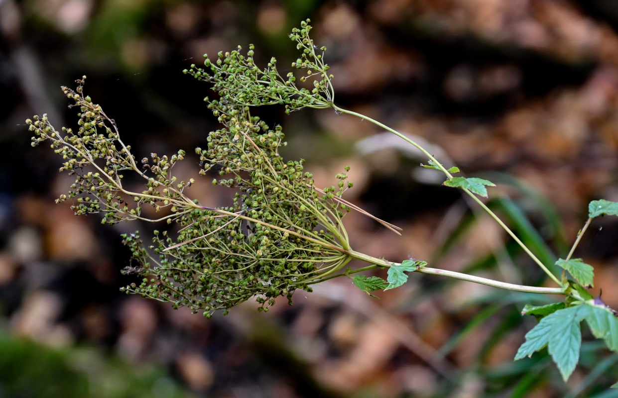 Image of Filipendula ulmaria specimen.