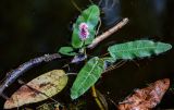 Persicaria amphibia. Цветущее растение. Московская обл., окр. г. Железнодорожный, дол. р. Чёрная, в воде у берега. 26.08.2024.