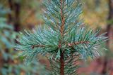 Pinus friesiana. Часть верхушки молодого растения в каплях дождя. Мурманск, окр. оз. Среднее, заболоченный участок леса. 15.09.2024.