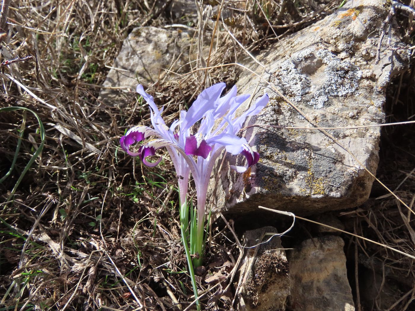 Изображение особи Iridodictyum kolpakowskianum.