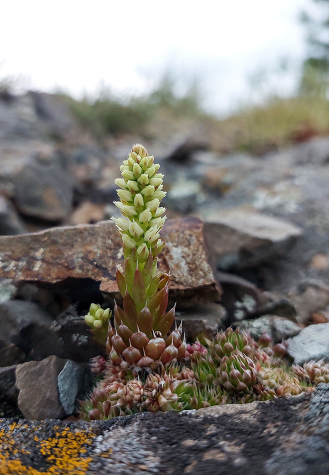 Image of Orostachys spinosa specimen.