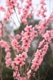 Persica vulgaris. Ветви с цветками. Краснодарский край, Черноморское побережье Кавказа, г. Сочи, Дендрарий. 17 марта 2025 г.