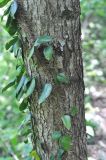 Hedera colchica