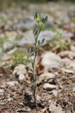 View full-size image Melilotoides brachycarpa