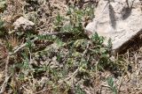 View full-size image genus Astragalus