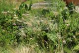 View full-size image Hordeum jubatum