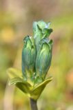 View full-size image Gentiana glauca