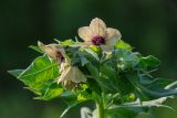 View full-size image Hyoscyamus niger