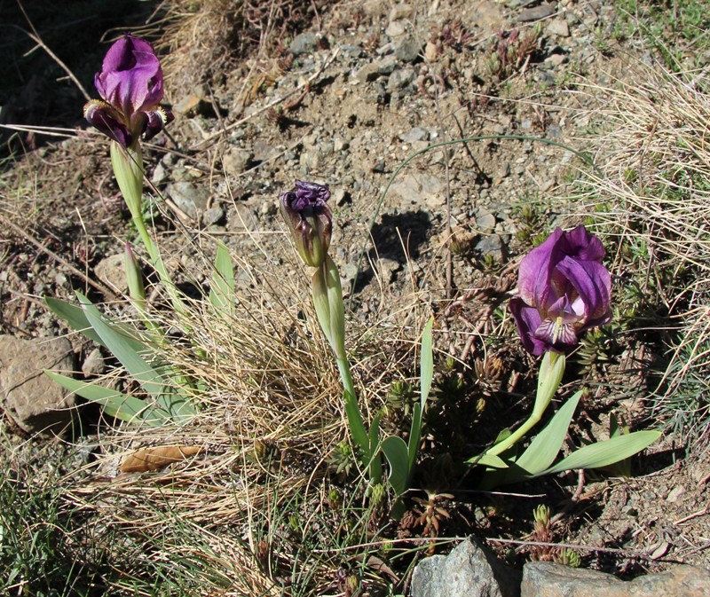 Image of Iris lutescens specimen.