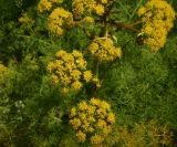 View full-size image Prangos ferulacea