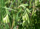 View full-size image genus Onosma