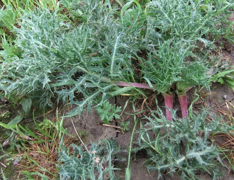 Image of Eryngium campestre specimen.