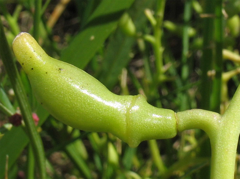 Image of Cakile maritima specimen.