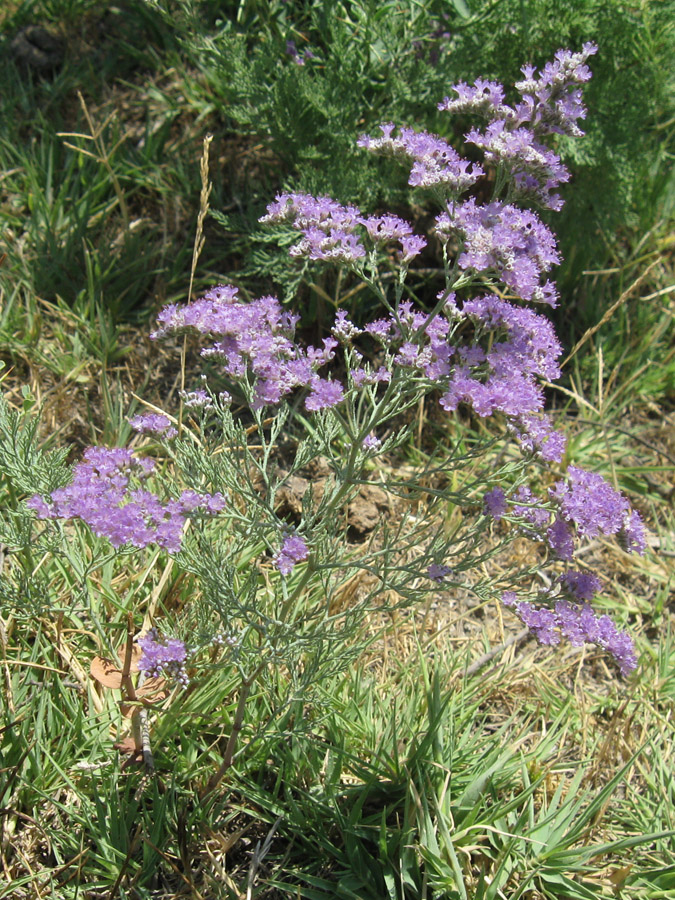 Image of Limonium otolepis specimen.