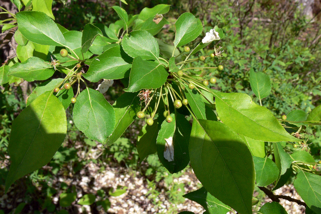 Image of Malus baccata specimen.