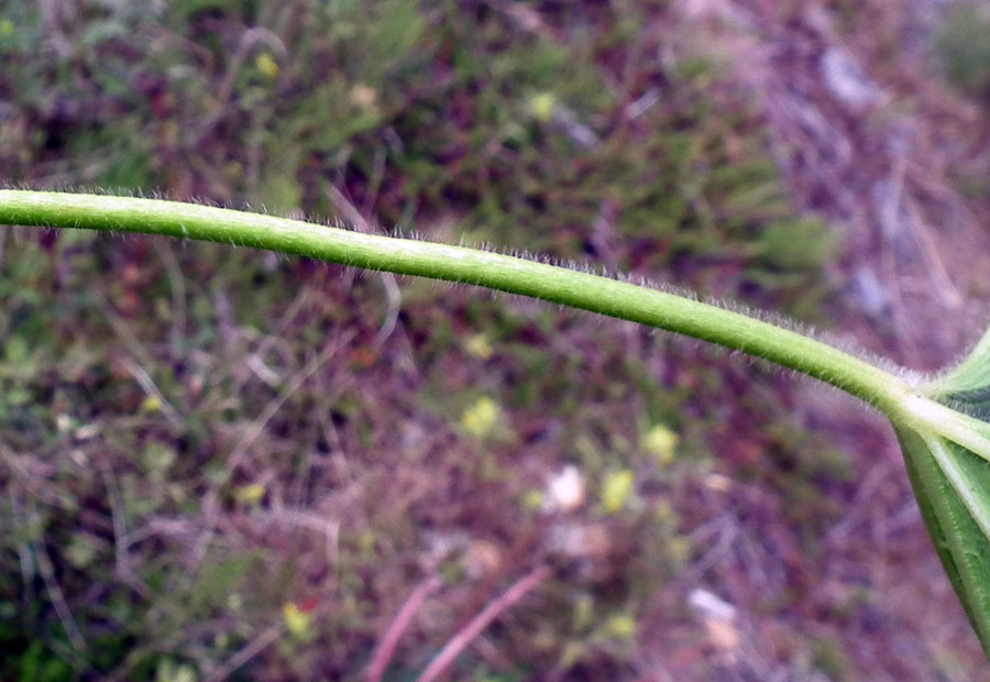 Image of genus Alchemilla specimen.