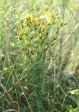 Hypericum elegans. Верхняя часть цветущего растения. Белгородская обл., окр. пос. Борисовка, Острасьев яр, степь. 08.07.2011.