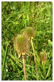 Geum aleppicum