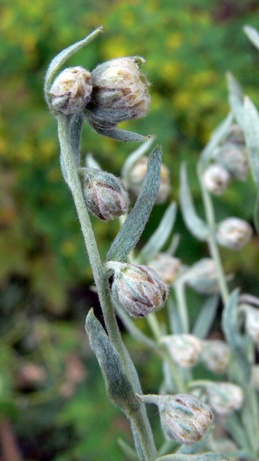 Image of Artemisia sericea specimen.