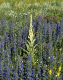 Verbascum densiflorum