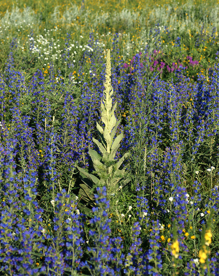 Изображение особи Verbascum densiflorum.