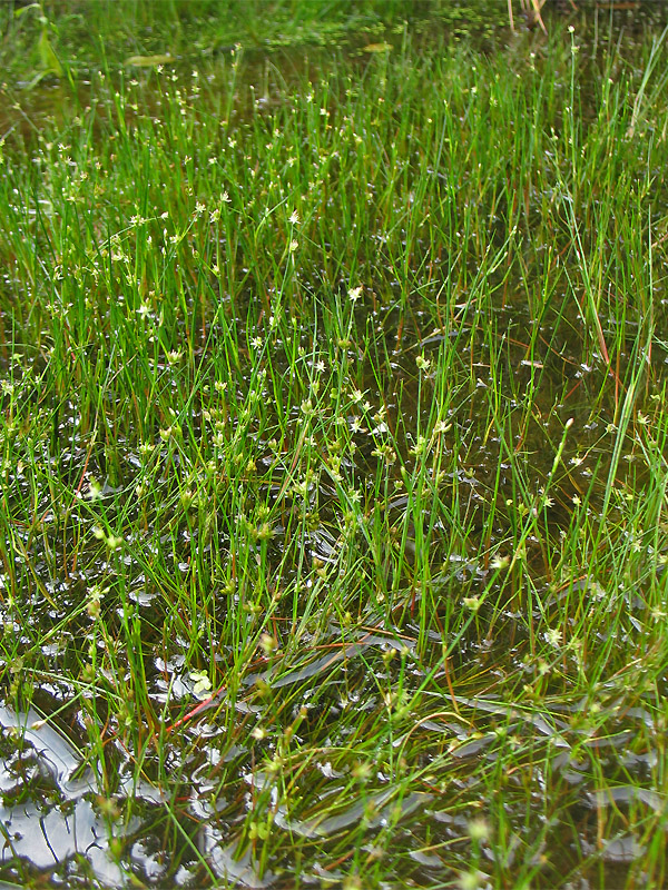 Image of Juncus ambiguus specimen.