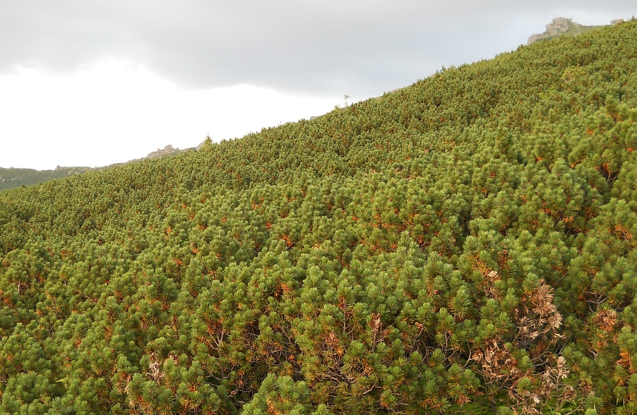 Изображение особи Pinus mugo.