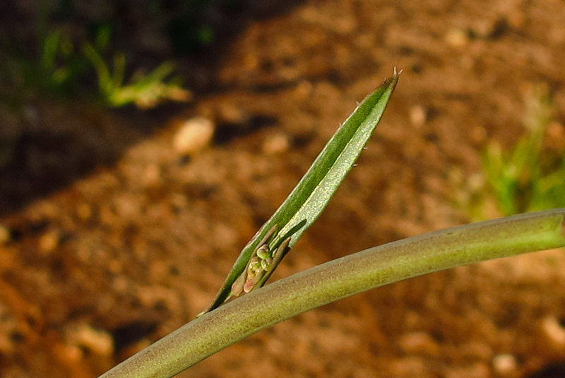 Image of Brassica sisymbrioides specimen.