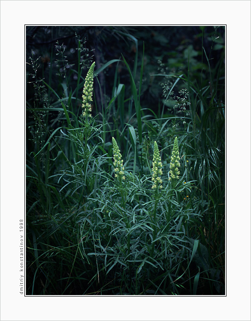 Image of Reseda lutea specimen.