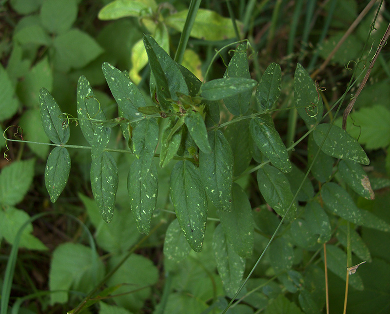 Image of Vicia sepium specimen.