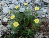 Potentilla astracanica