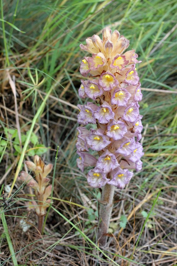 Изображение особи Orobanche gigantea.