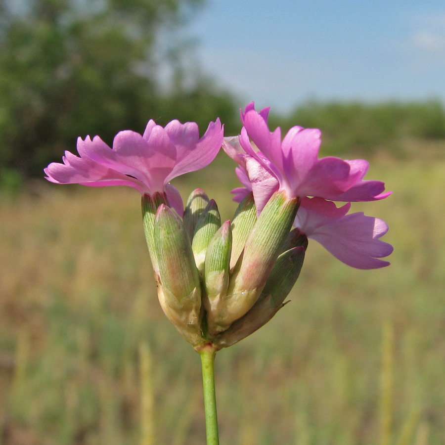 Image of Dianthus platyodon specimen.