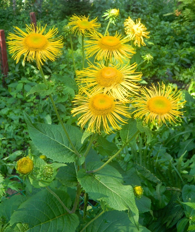 Изображение особи Telekia speciosa.