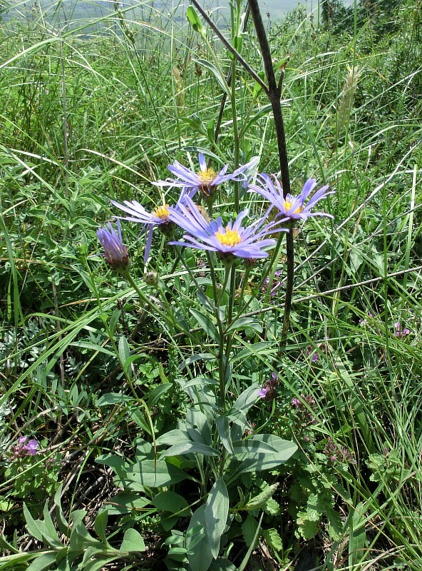 Image of Aster bessarabicus specimen.