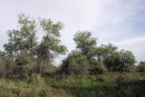 Populus pruinosa. Вегетирующие растения в тугайном лесу. Южный Казахстан, правобережье Сыр-Дарьи выше устья Арыси. 26.05.2012.
