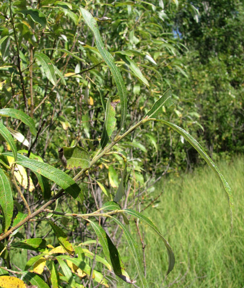 Image of Salix gmelinii specimen.