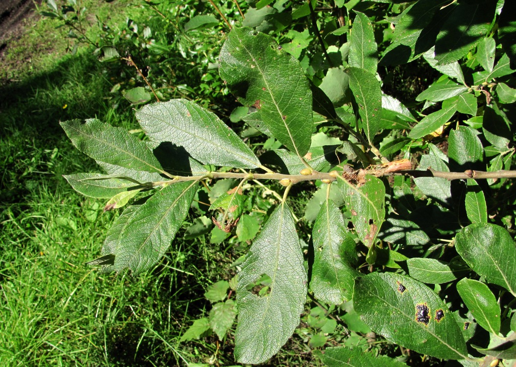 Image of Salix cinerea specimen.