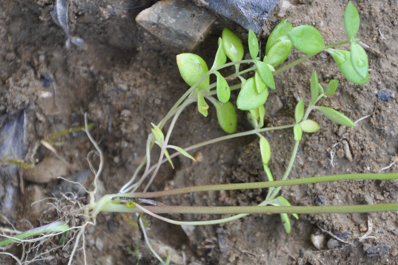 Изображение особи Linaria pelisseriana.