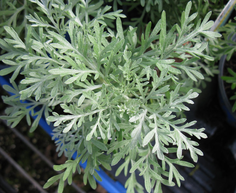 Image of Artemisia arborescens specimen.