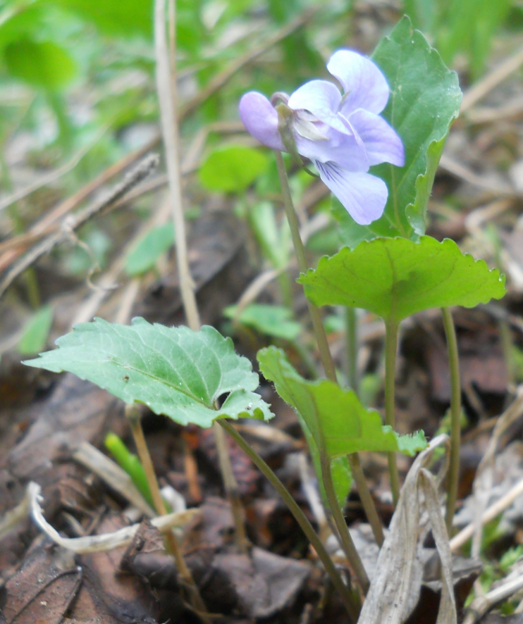 Изображение особи Viola selkirkii.