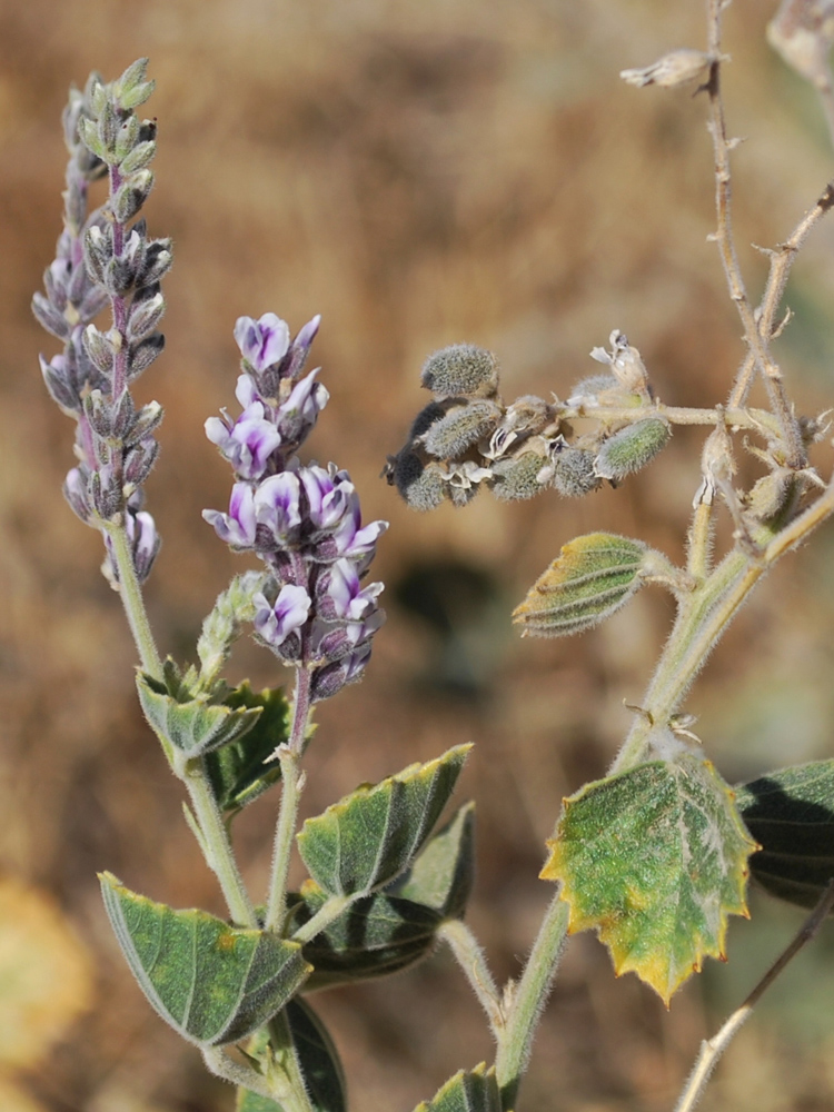 Image of Psoralea drupacea specimen.