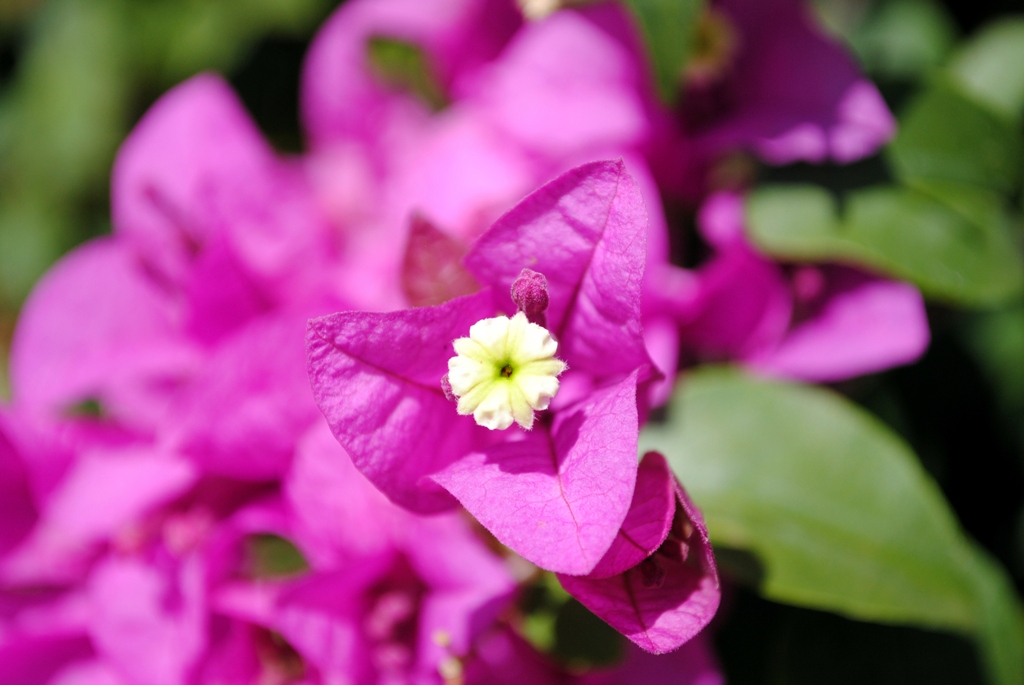 Изображение особи род Bougainvillea.