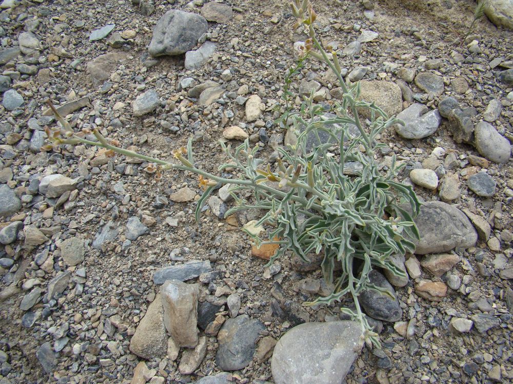 Image of Matthiola integrifolia specimen.