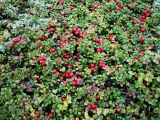 Vaccinium variety minus